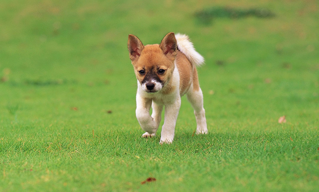 辽阳叮叮宠物商业计划书案例